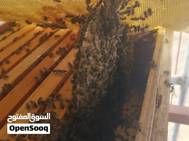 خلايا عمانيه ممتازه