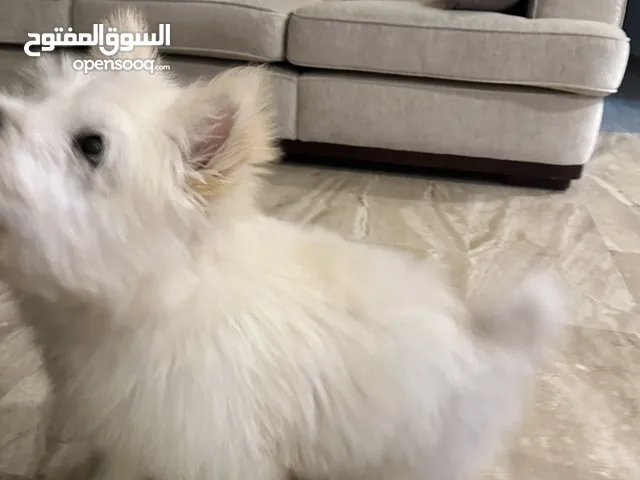 تشاتشاو زكر