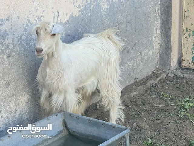 سخل مناسب للذبح او للتربيه