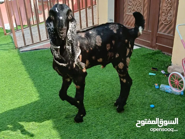 تويس بركه ابوظبي 2020 من دار الطيبين فاخر من الاخر