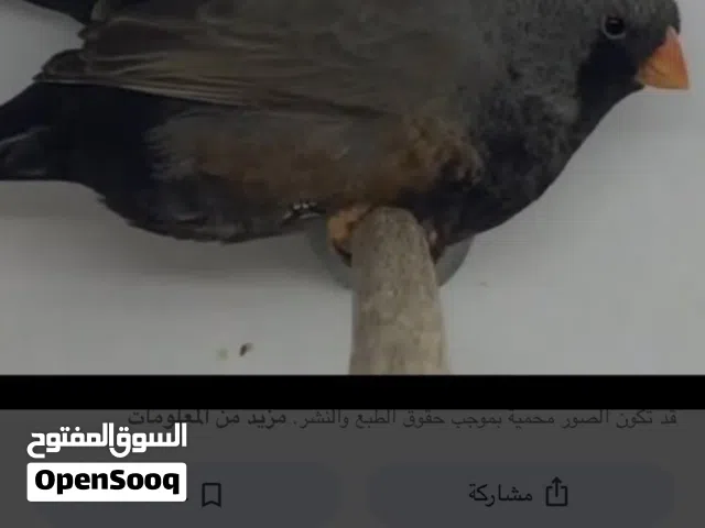 جوز عصفير زبره شركول جنبو عمرهم 7 شهور منتجين