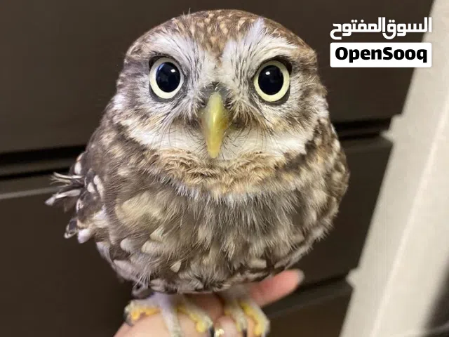 طائر نادر" - شيء استثنائي وفريد ونادر الظهور