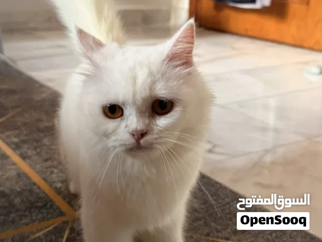 قطة شيرازي 8 شهور تقريبا، مُطعّم.