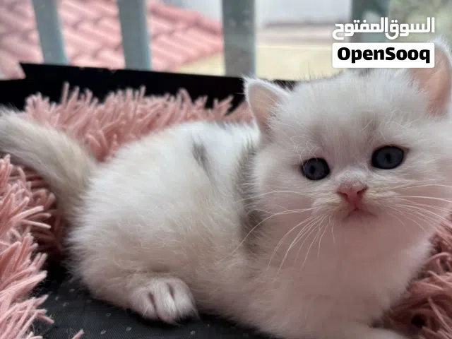 سكوتيش ستريت
