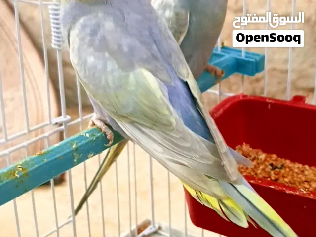 كوبيه رينبو للبيع