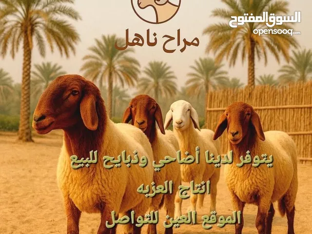 اضاحي للبيع