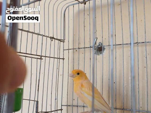 عصفور كناري