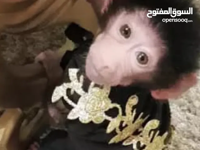 قرد للبيع بسن الحظانه