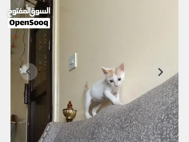 Cat for donate
