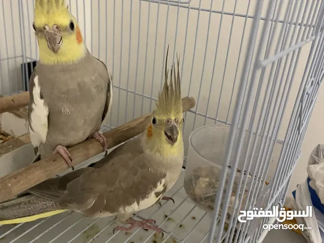 Cockatiel bird adult pair 100%