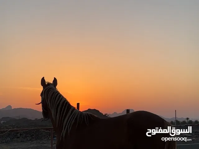 حصان عمره سنتين