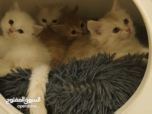 Cat for sale قطط للبيع