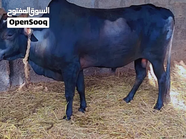 ثور لبيع عماني