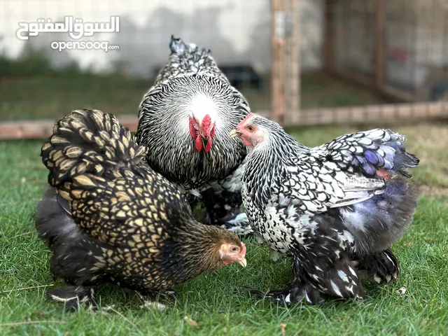 انتاجات دجاج البراهما من اندر الالوان لون السبرايت