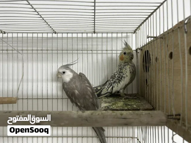 cockatiel bird 1 is tame  30 bd