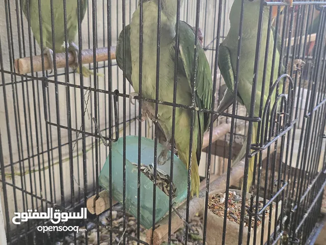 فروخ نيبالي  4 شهور الواحد