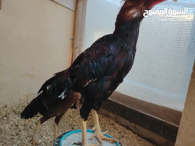باكستاني، براهما، امهات لاحم فرخات عمر 3 شهور صوص باكستاني حر ديوك باكستاني خط أول و فرخات شغالة