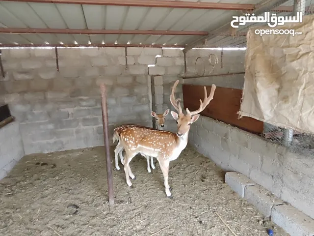 غزلان للبيع عدد 2ذكر وانثى مطلوب 600