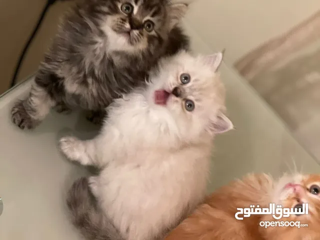 ذكور 3 وانثى رادغول مكس بيرشن