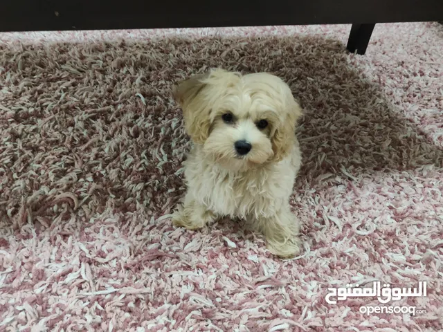 Maltipoo only 4 months old too adorable
