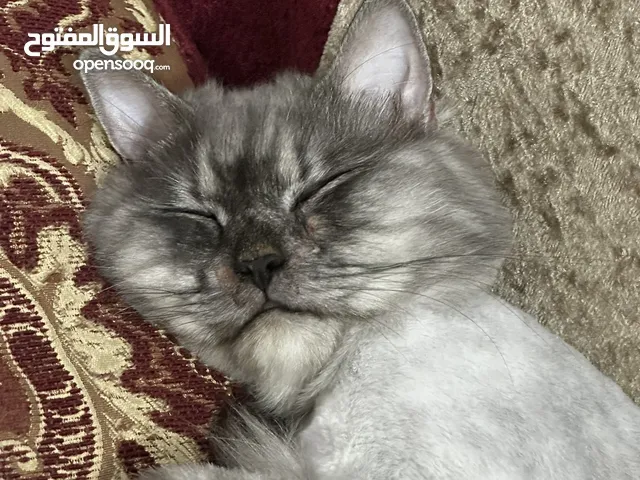 Persian cat for adoption