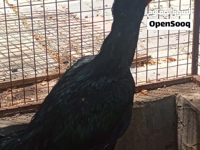 ديك باكستاني بيور