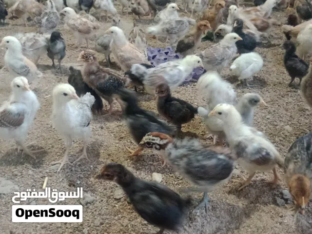 صوص دجاج بلدي