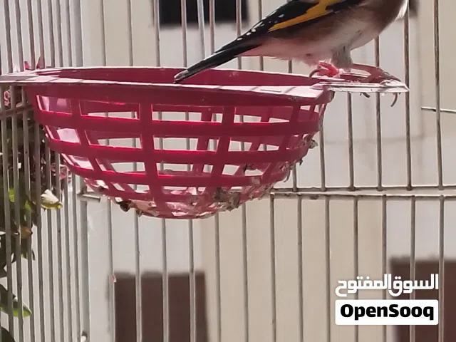 للبيع طائر الحسون الأوروبي (بارفا صحراوي أصلي) طائر مميز ونادر من نوع البارفا الصحراوي، بصحة