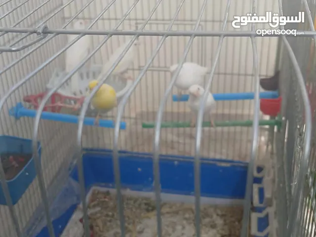 عصافير كنار للبيع عدد 4 الصلاة علنبي شغالات ميه ميه بسعر خراففي