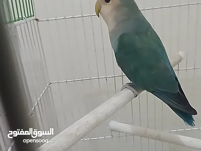 كوكتيل و لافبيرد