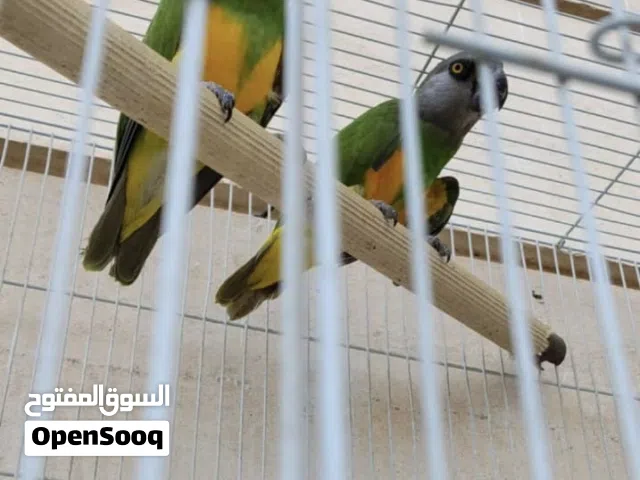 ببغاء سنغالي