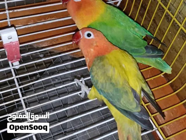 جوزين ببغاء فيشر