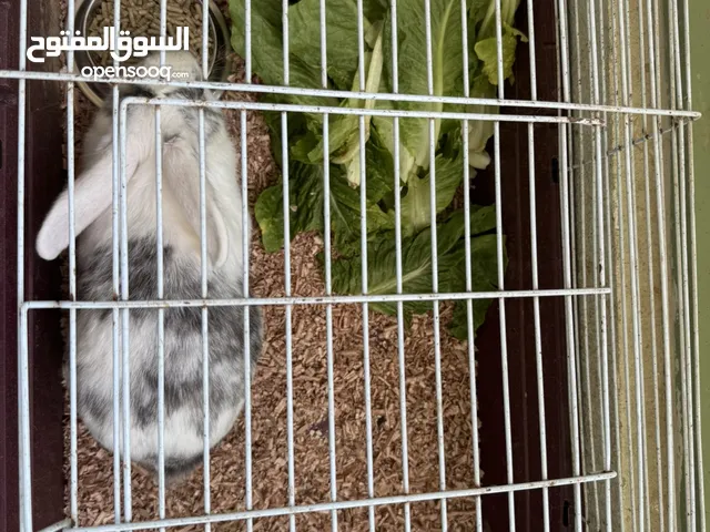 Female rabbit for breeding