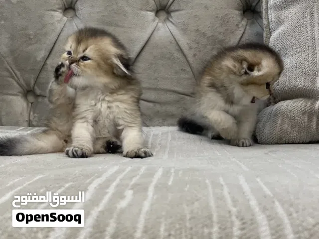 الوصف مهم جدا و المبلغ قابل للتفاوض للجادين صور الاهالي Scottish Fold Triple Fold Golden Longhair