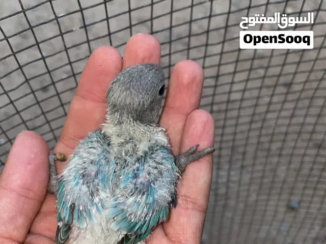 تلاته بركديلو لونهم فوضا وسعر طرف 70