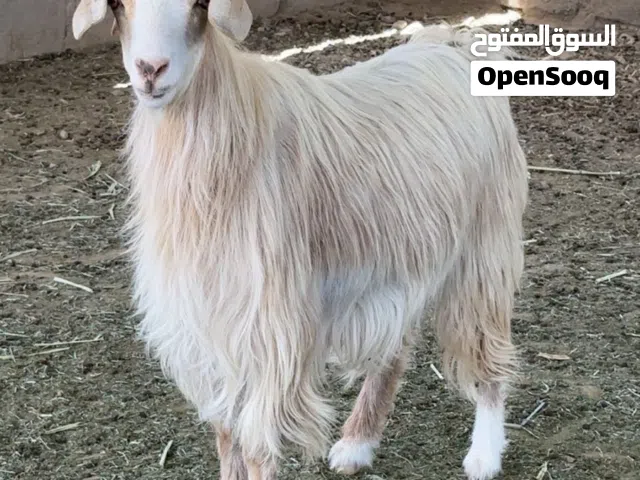 شاه عاقر ما ولدة قبل