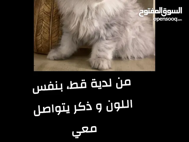 من لدية قط بنفس المواصفات