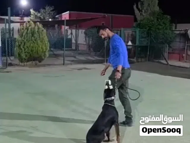 اقتني اجمل كلاب الدوبرمان ...ذكر ..مع جميع المطاعيم ومايكروشيب وجواز السفر