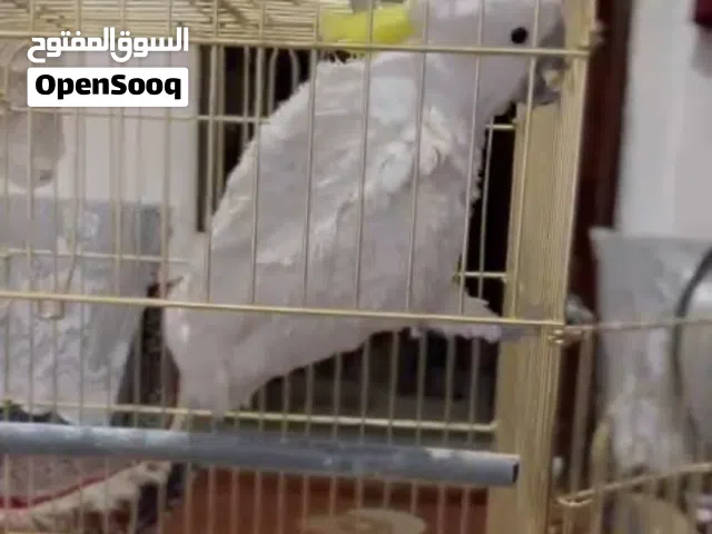 ببغاء كوكاتو متكلم