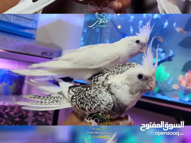 زوج ببغاء كوكتيل اليف