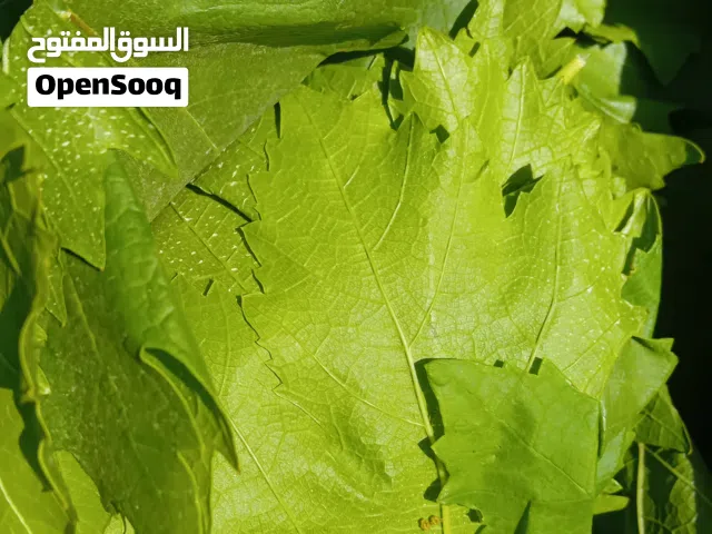ورق عنب اخضر واسود بلدي من عجلون