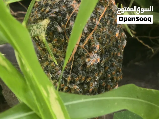 خلية نحل (نفته) مع النحل (بو طويق)