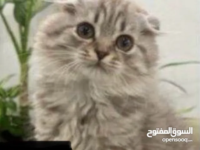 للتبني مؤقت ذكر عمره 7 شهور مطعم كل التطعيمات و معاه كل اغراضه