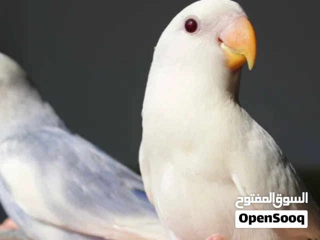 مطلوب فروخ بركديلو جملة