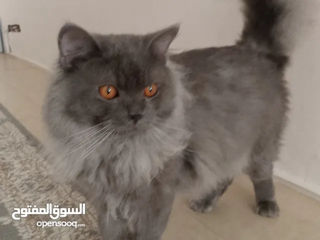 من فصيله بريطاني النوع ذكر