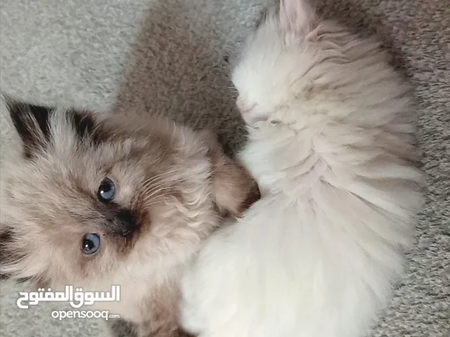 قـطـط هــمـالايـــا شـــوكـلـيــت مــكـــس شــــيـــــرازي لـــلـــبــــيـــع عـــمـــر 76 يـــــوم