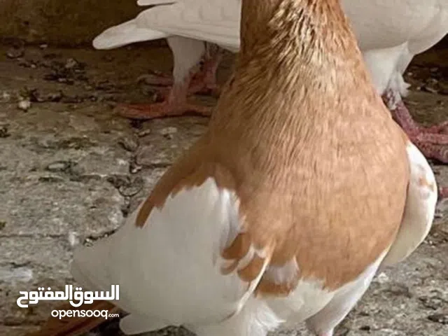 20 كوبيه انجليزي مخوص وانتاج محلي صحه ودرجه مشالله سعر كوبيه 150