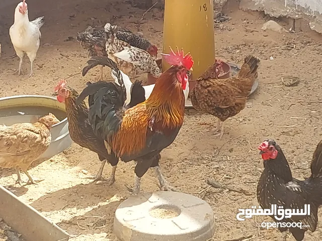 دجاج عربى نظيف