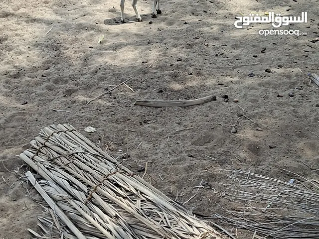 صخله صلالي ماشاءالله
