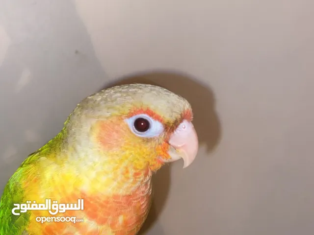 ببغاء كنيور
